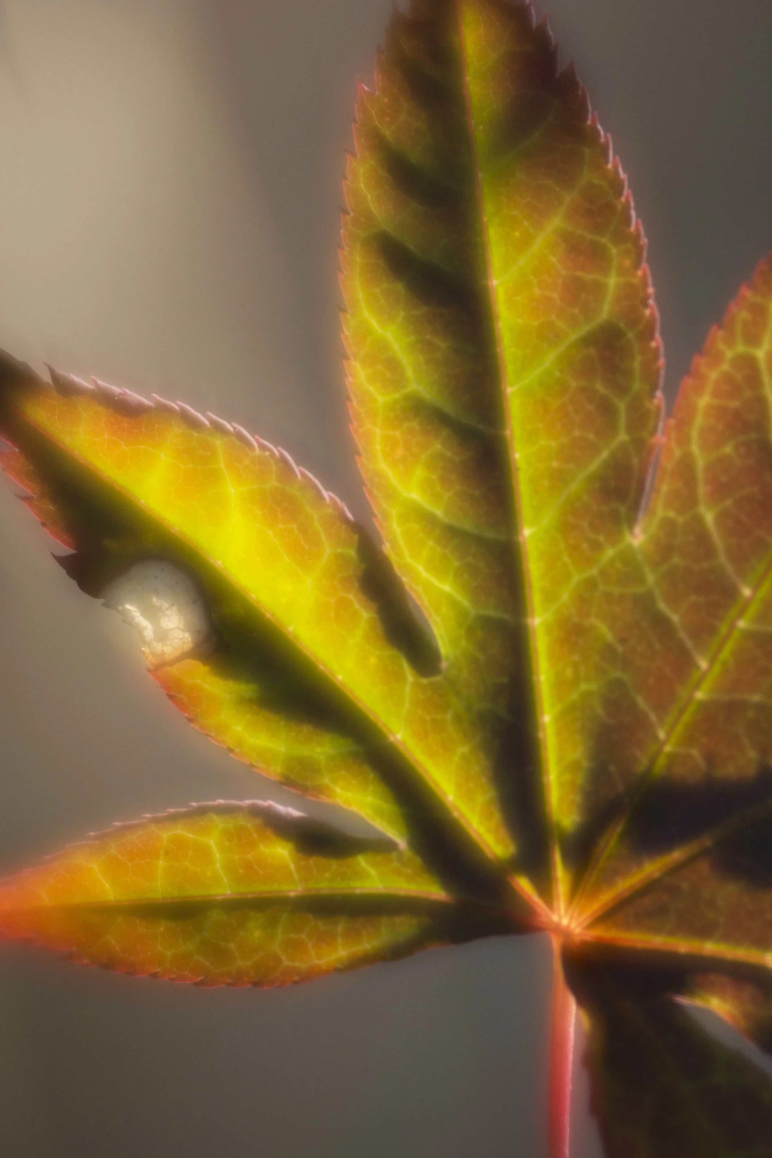 Lensbaby Velvet 85, f1.8
