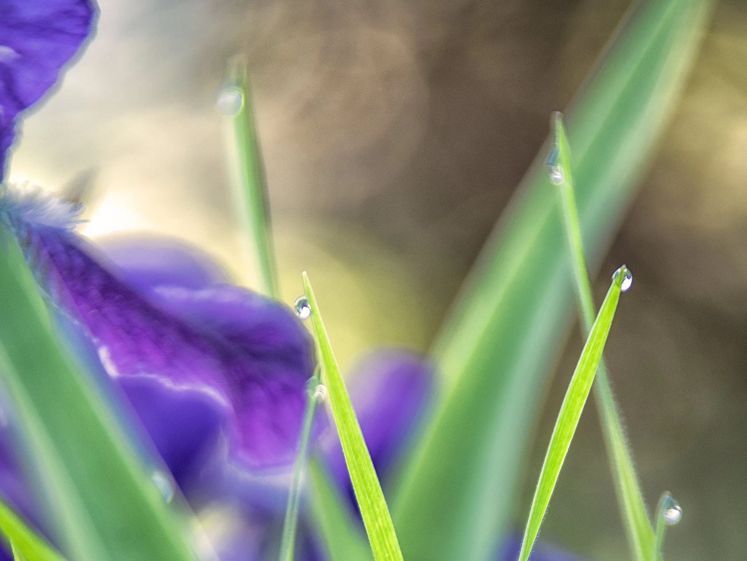 Iris Lensbaby Velvet 85 f1.8 Soft-focus Focus Stack John C. Campbell Folk School Spring, 2018