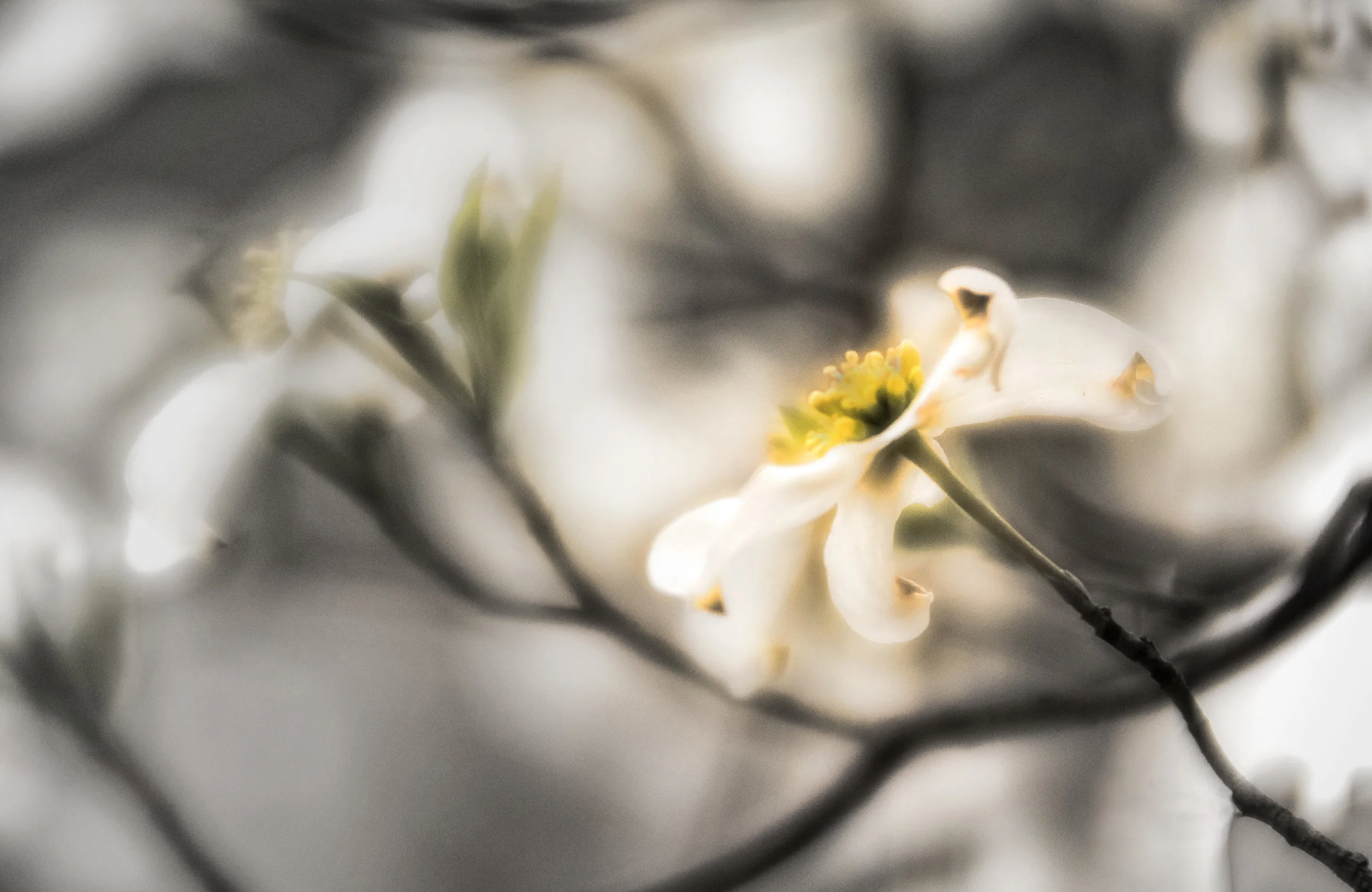 Final Processing, using a Nik Color Efex Pro Control Point for the B/W Conversion filter