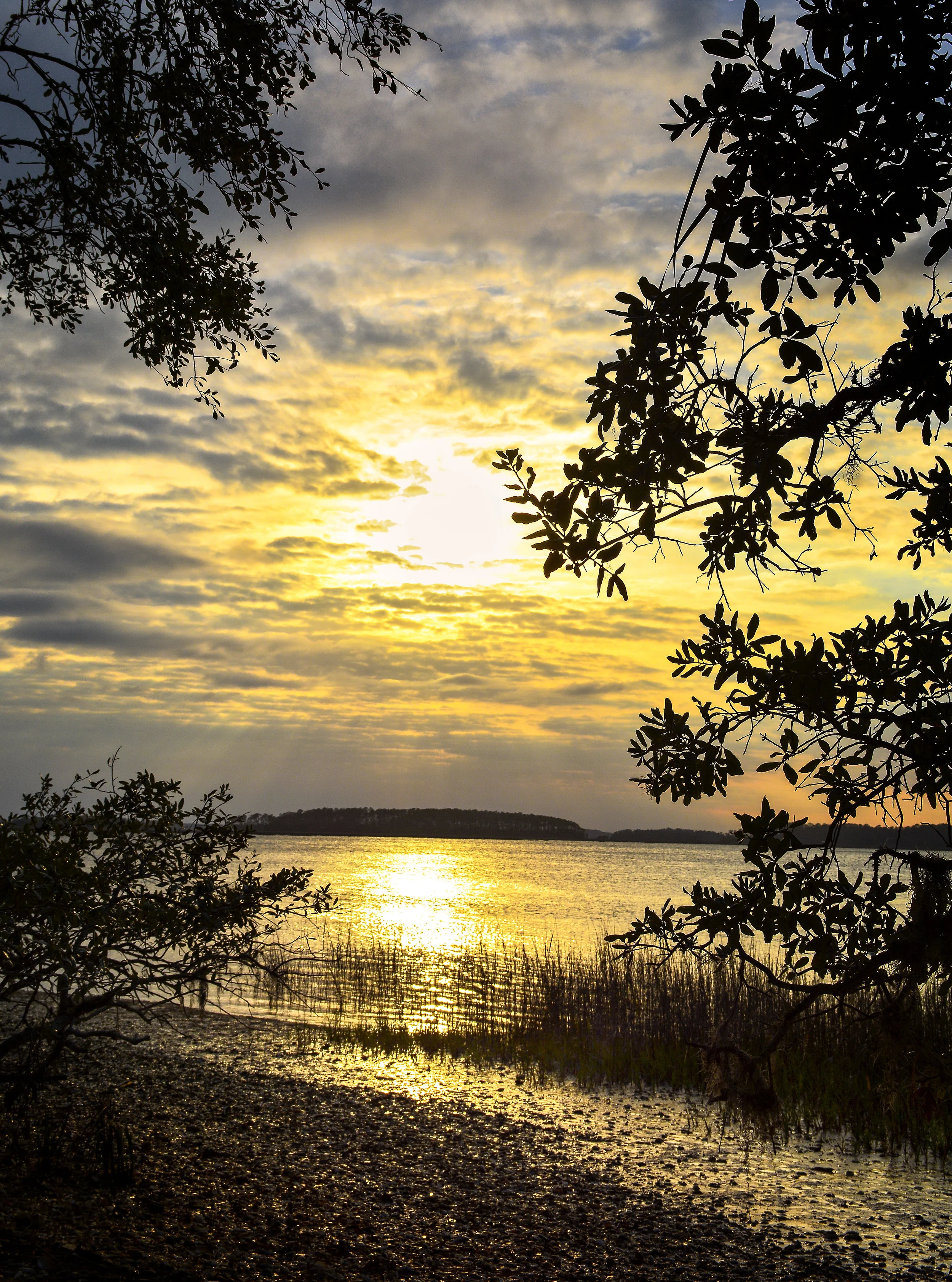 Pinckney Nature Preserve Hilton Head Island February, 2017