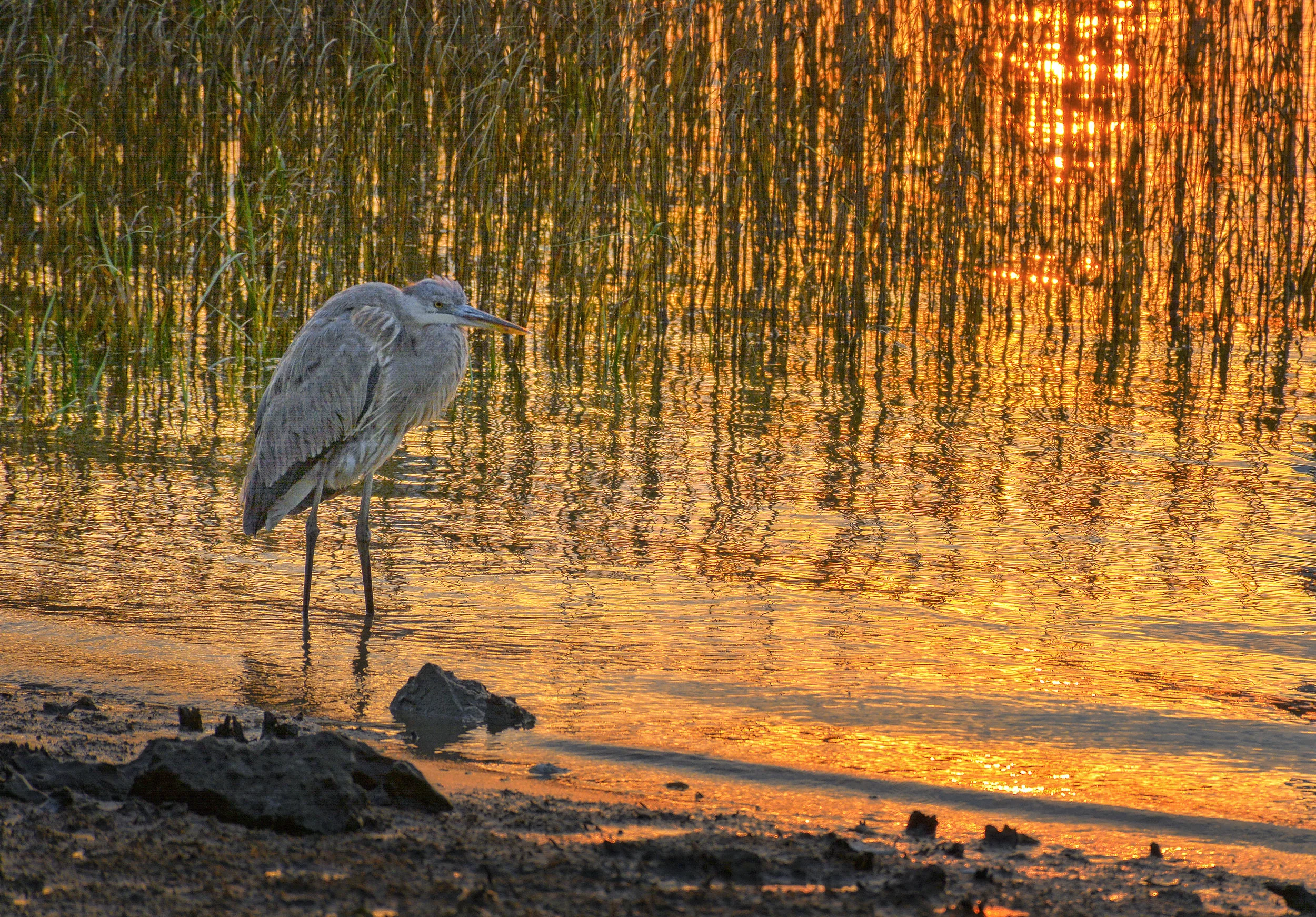 Pinckney Nature Preserve Hilton Head Island February, 2017