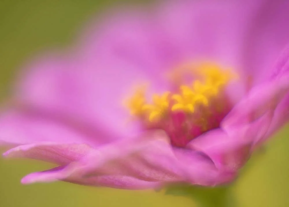 Lensbaby Velvet 85 Extension Tubes (stacked to 22mm) August, 2018