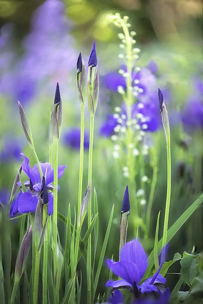 Lensbaby Velvet 85 Atlanta Botanical Gardens April, 2018