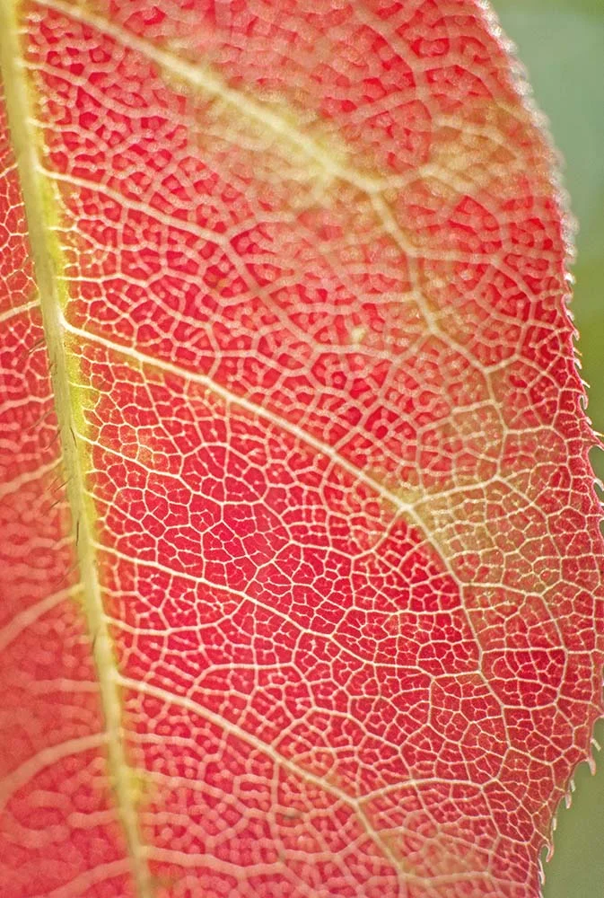 Premonition Leaf Macro Nikon 50mm 1.8