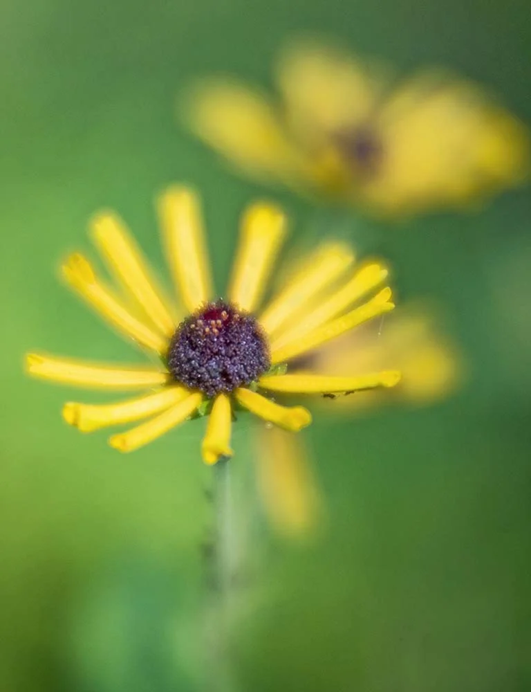 Faded Glories