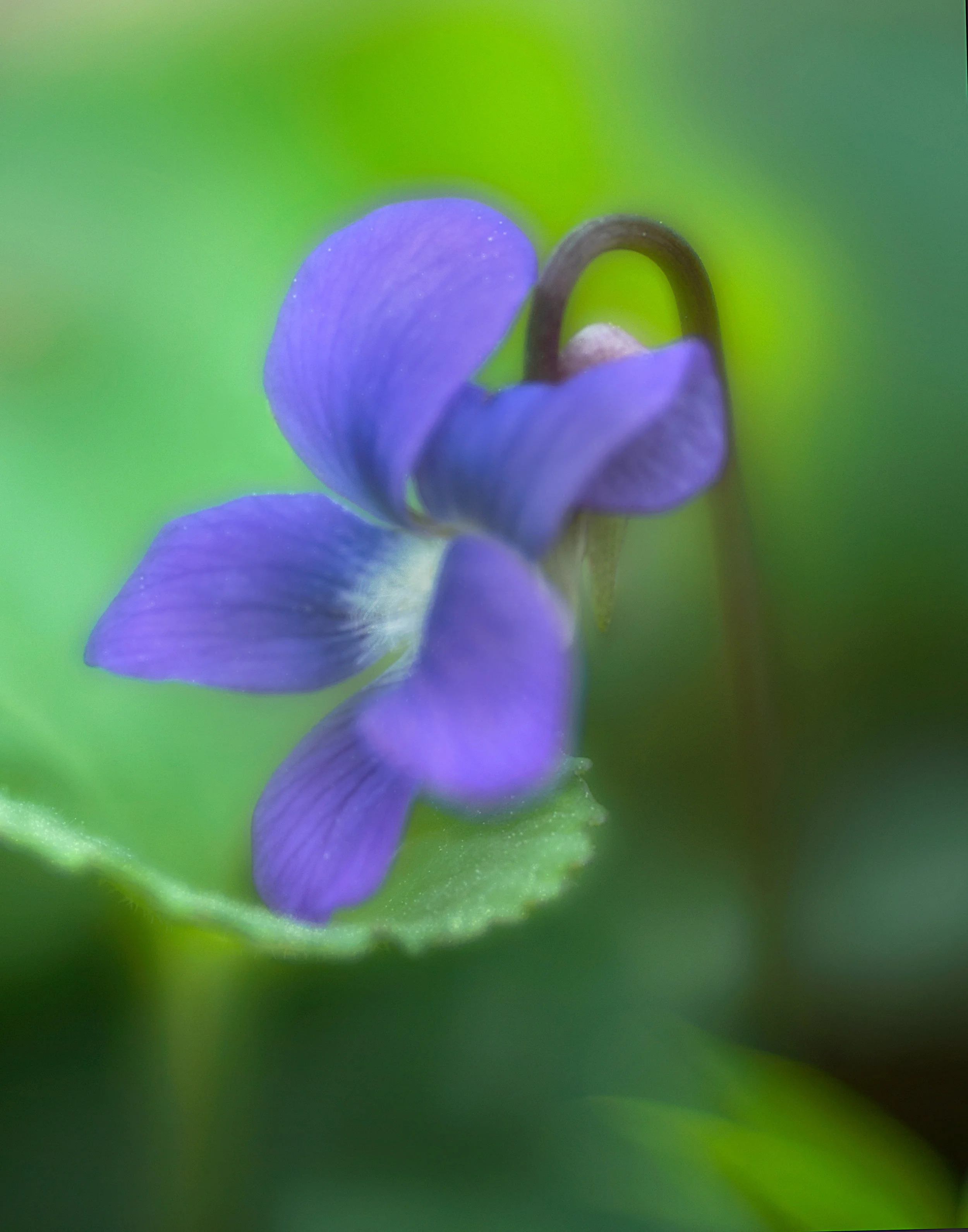 2018-03-29 001 108 MERGED CROPPED JPG 2.jpg