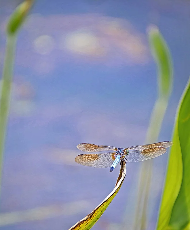 2. Take Flight