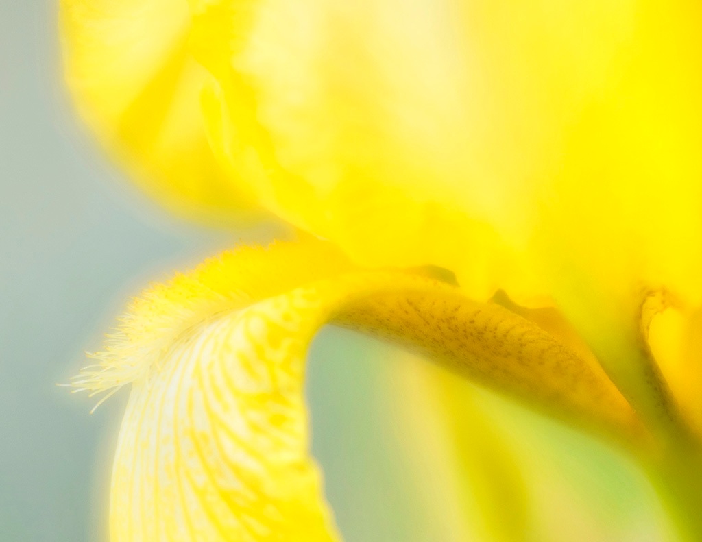 Iris Falling