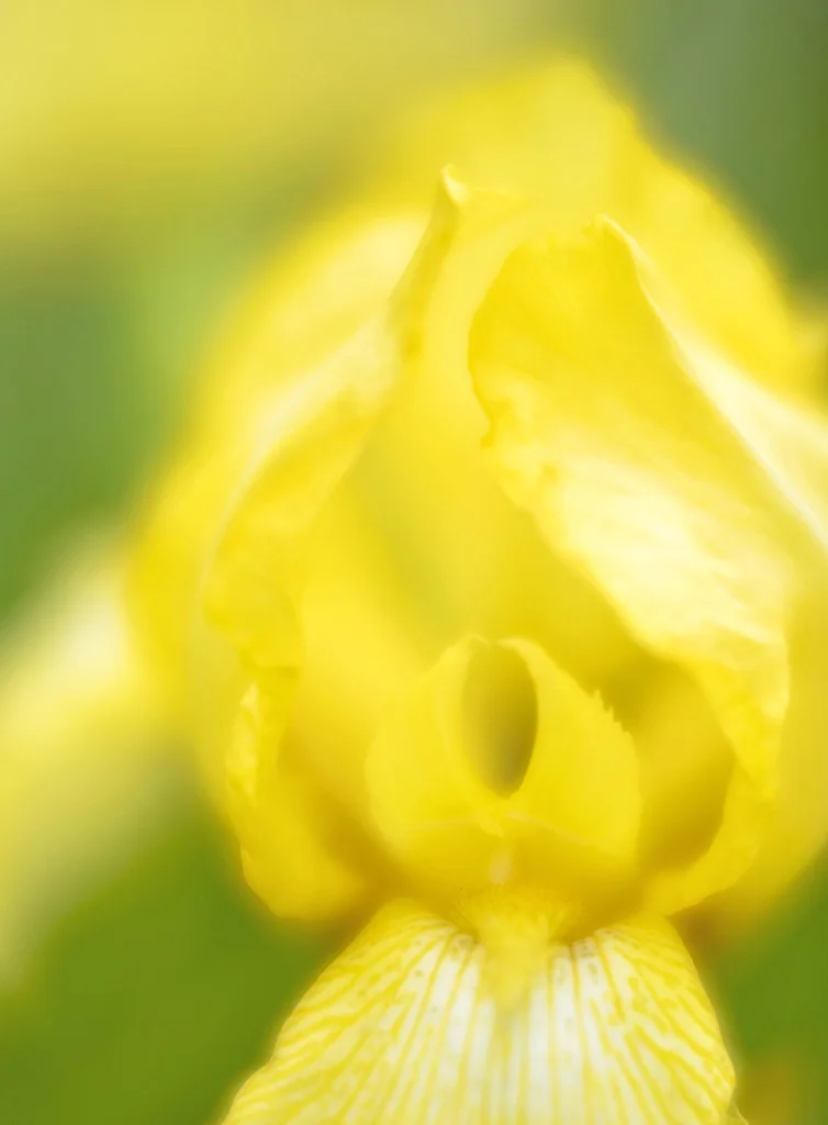 2018-05-04 003 057 - Copy cropped merged sized.jpg