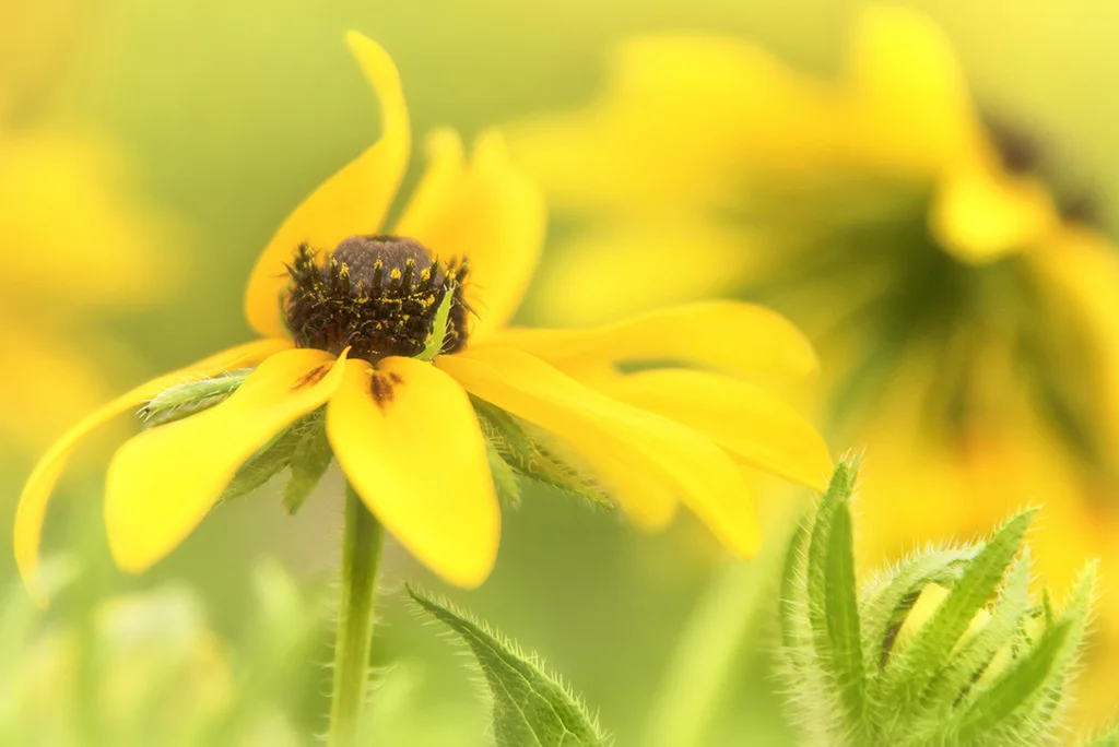 Second Crop: Nik Viveza used for selective structure and brightness added