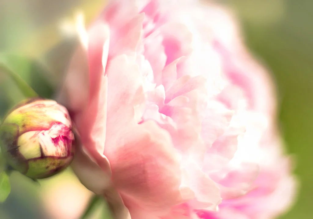 Peony
