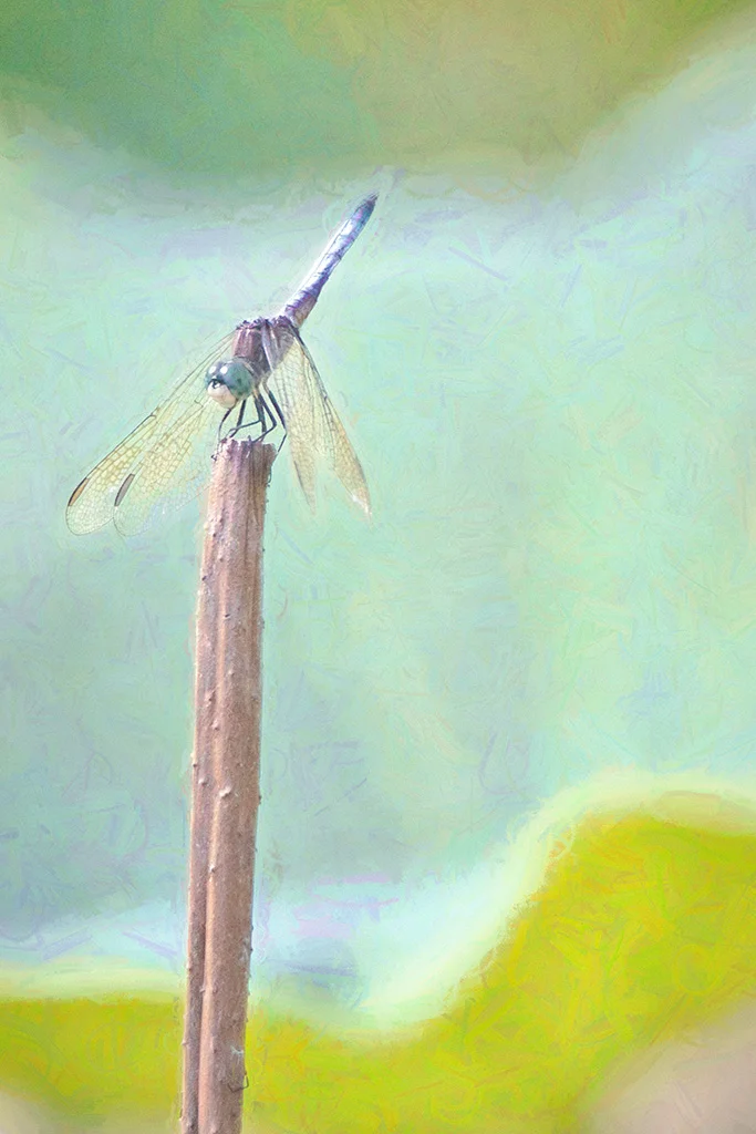 2019-05-30 001 285 - Copy TOPAZ SIZED.jpg