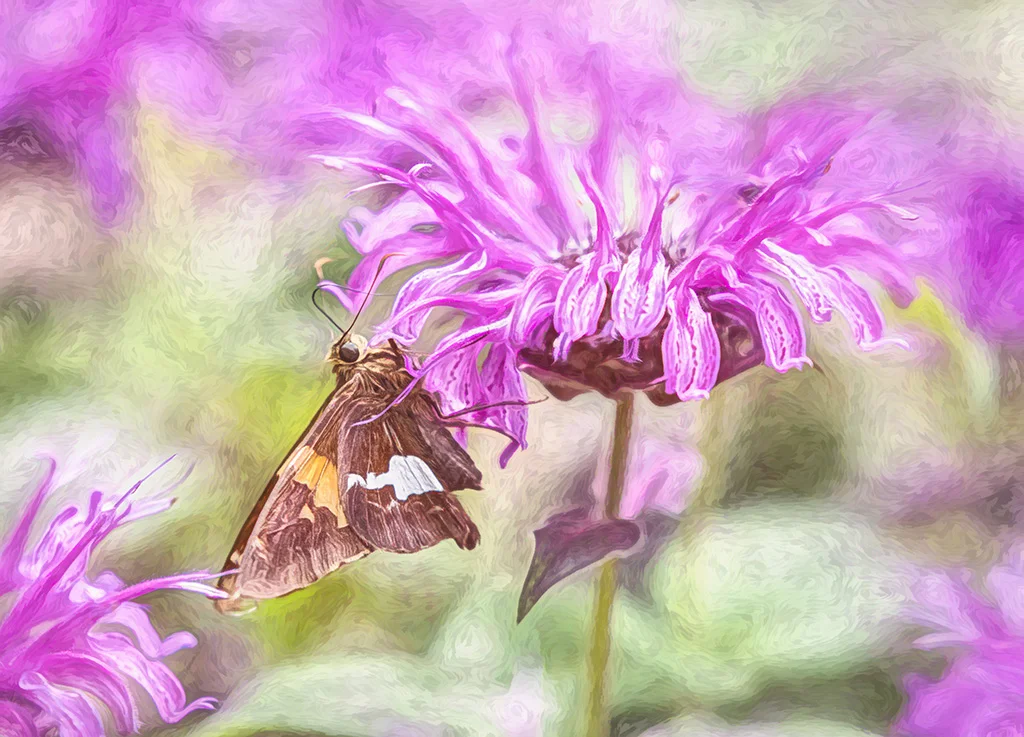 2019-05-31 001 868 - Copy merged 3 - TOPAZ SIZED.jpg