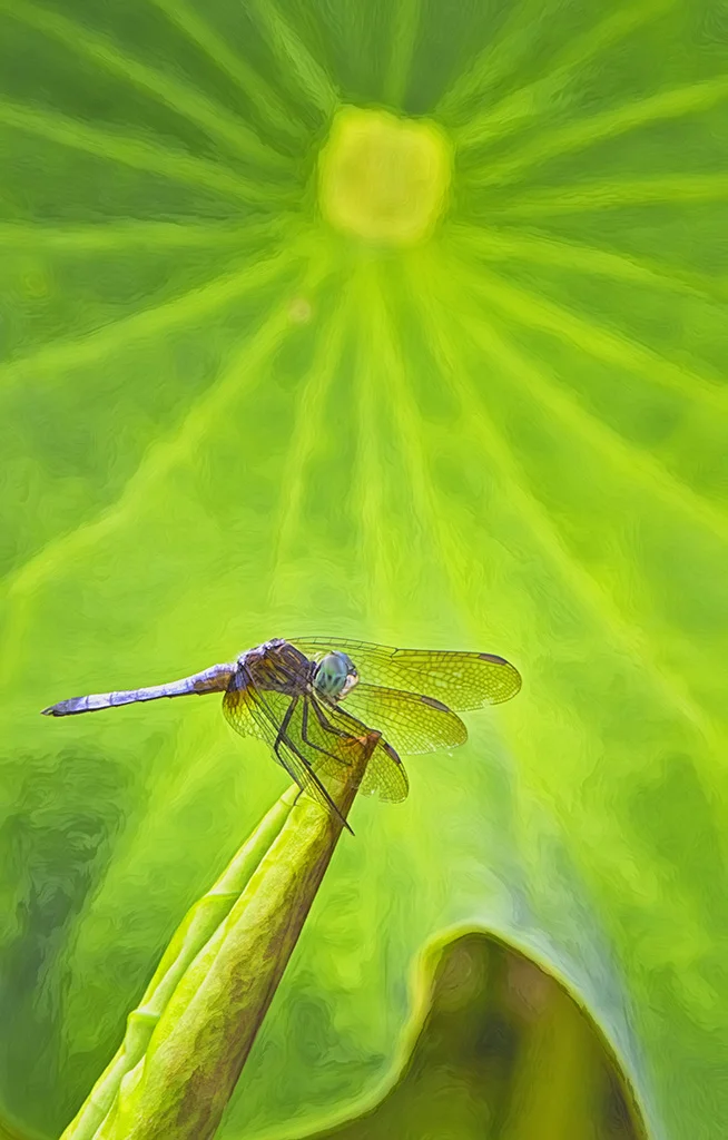 2019-06-18 001 329 - Copy-denoise cropped merged TOPAZ sized.jpg