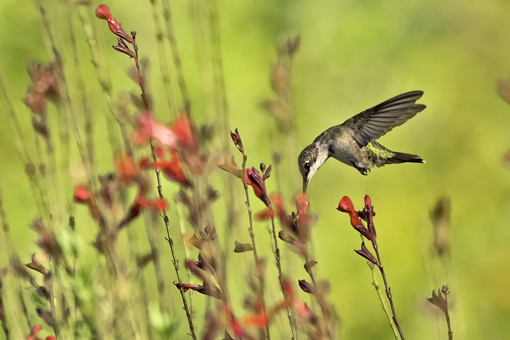 Humming August, 2019