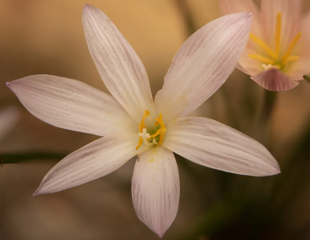 Isolating a single flower in a larger series of focus-stacked captures.