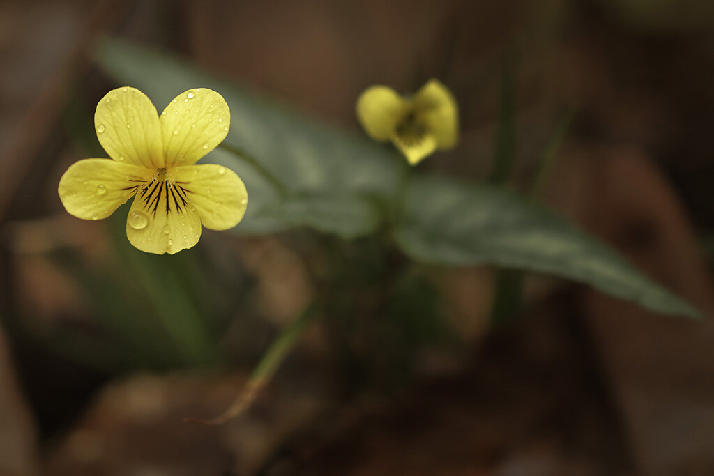 Yellow Violet (native)