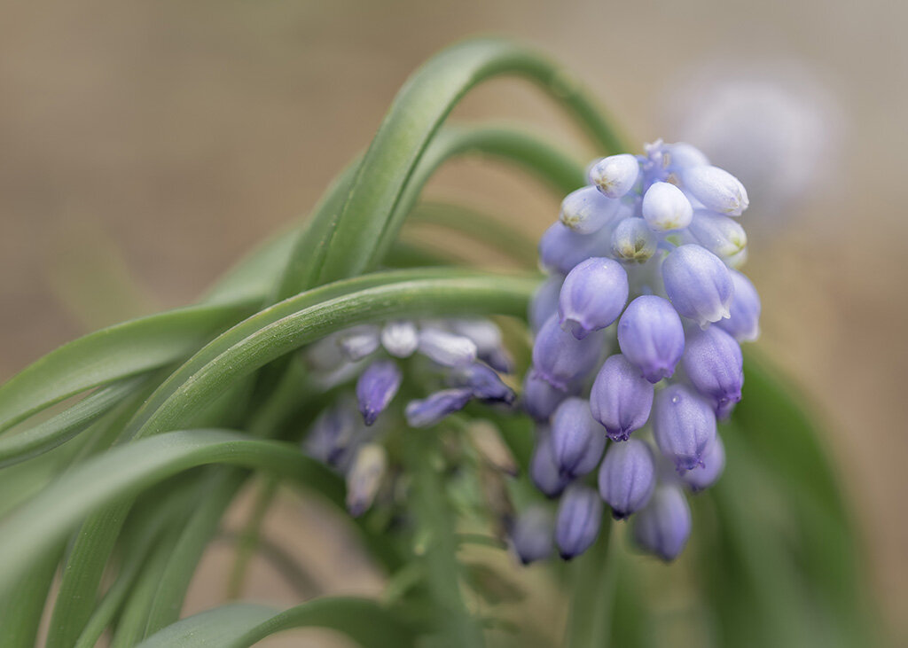 Grape Hyacinth