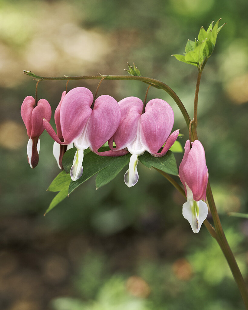 Bleeding Heart