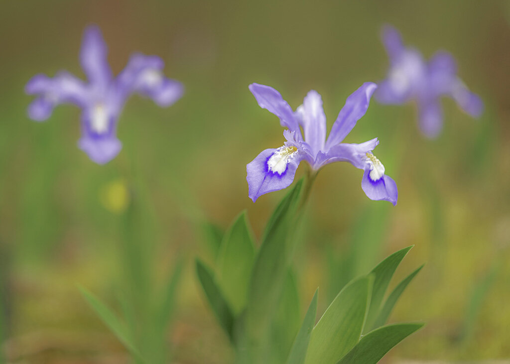 Dwarf Iris