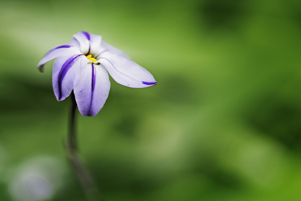 Spring Star Flower