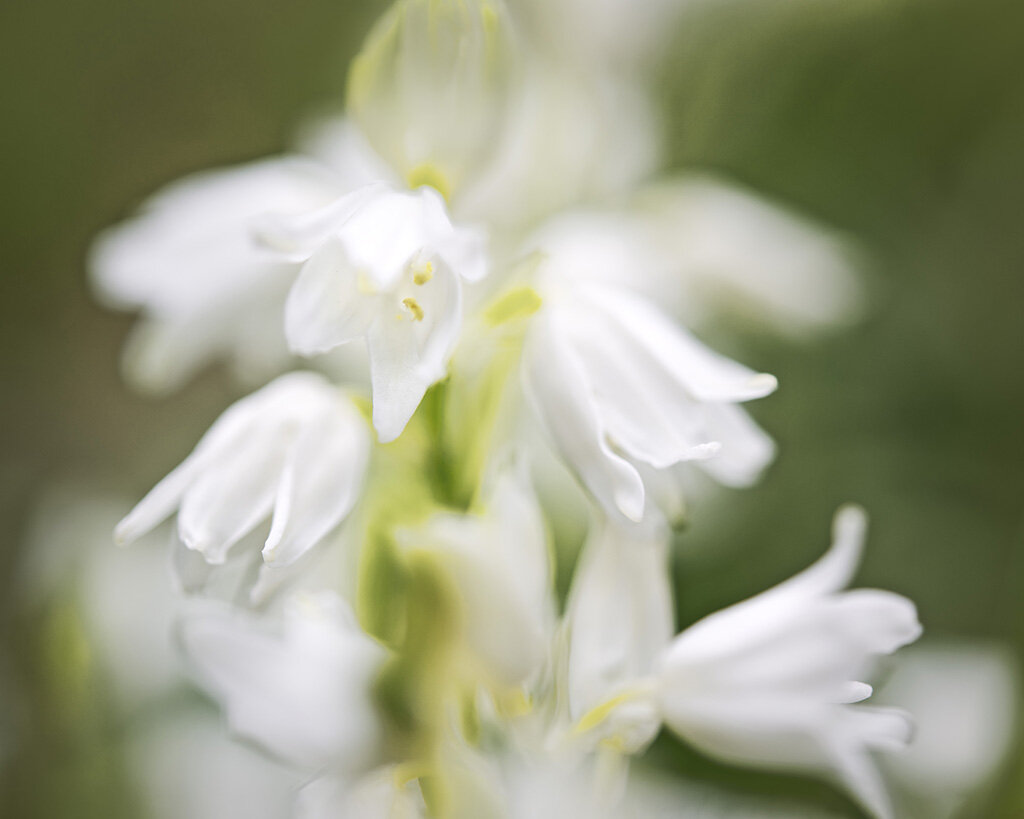 White Beardtongue