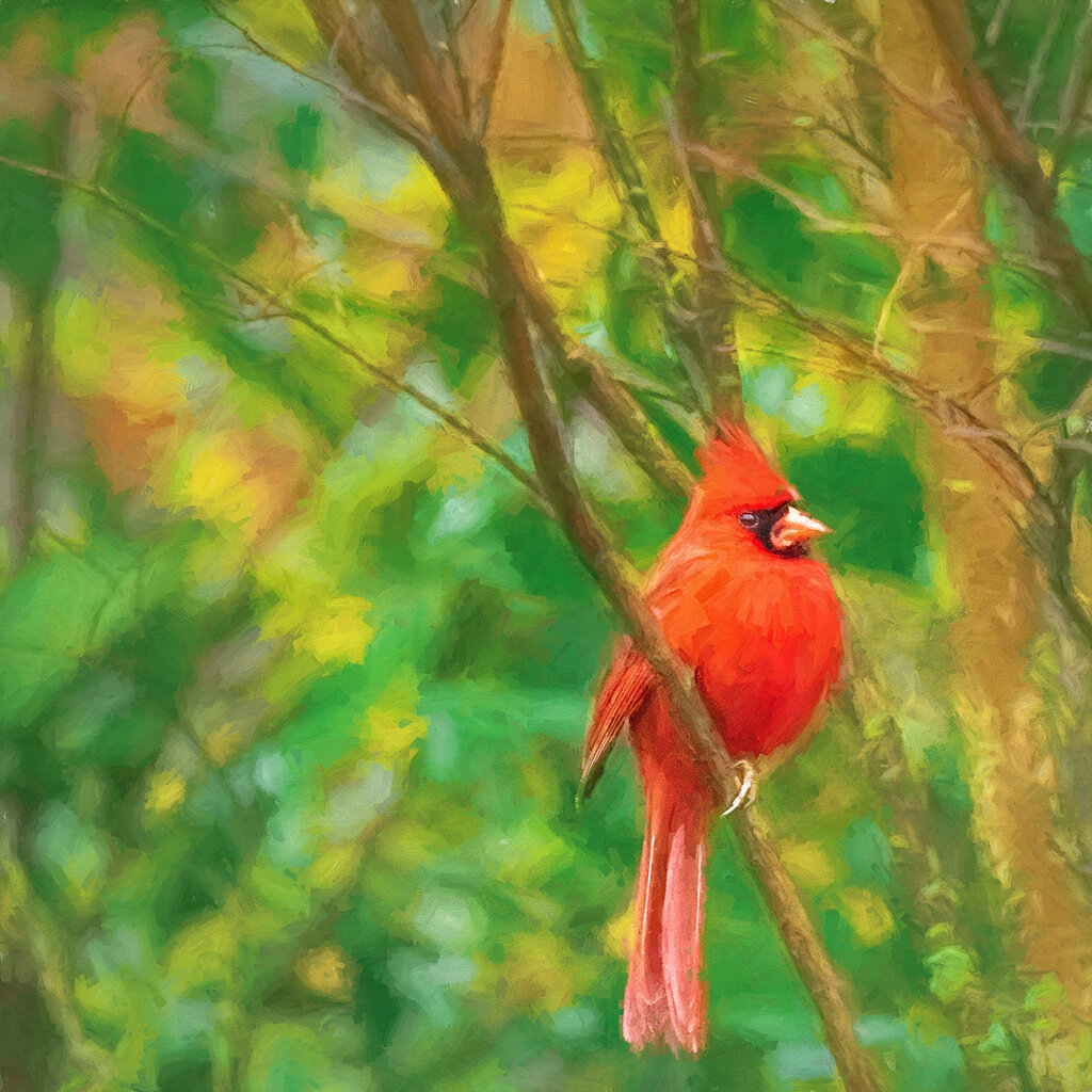 Cardinal