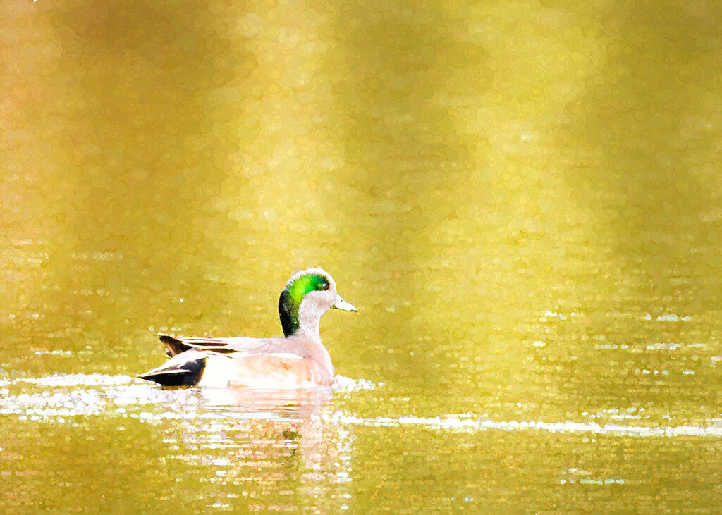 Wigeon (male)