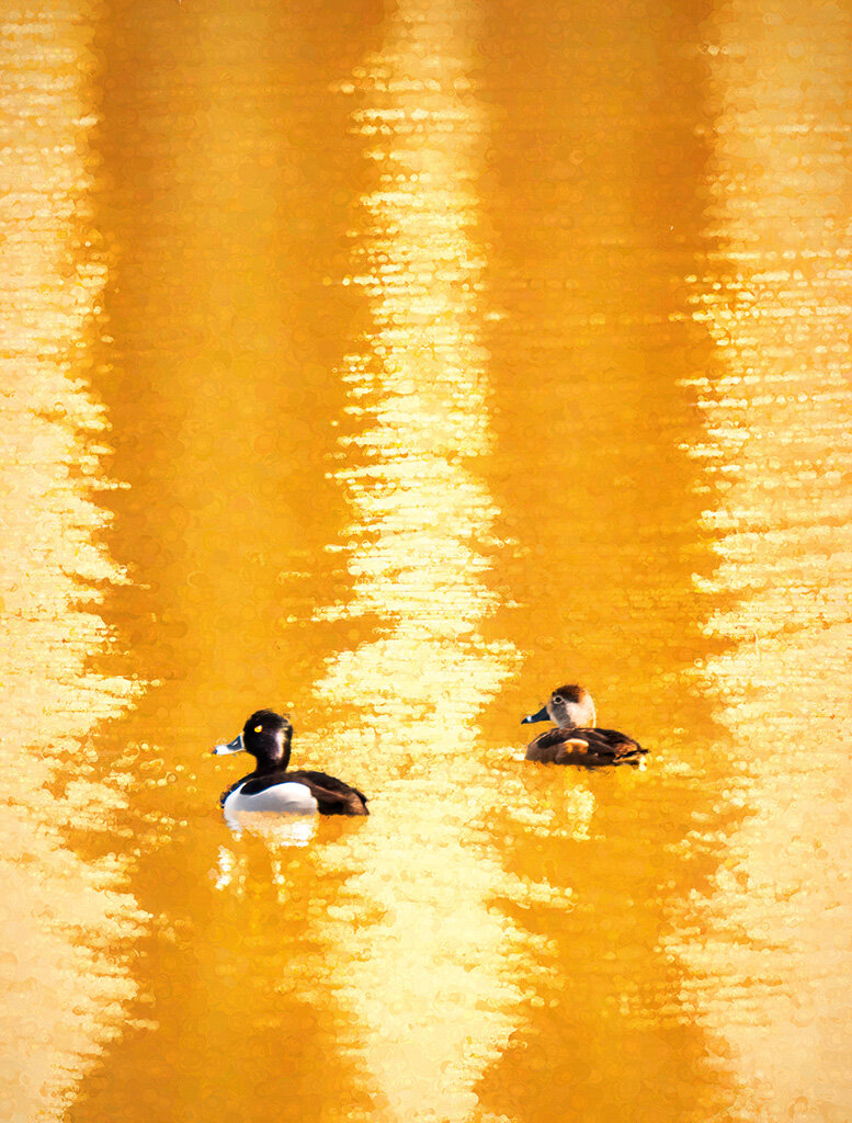 Bufflehead Abstract