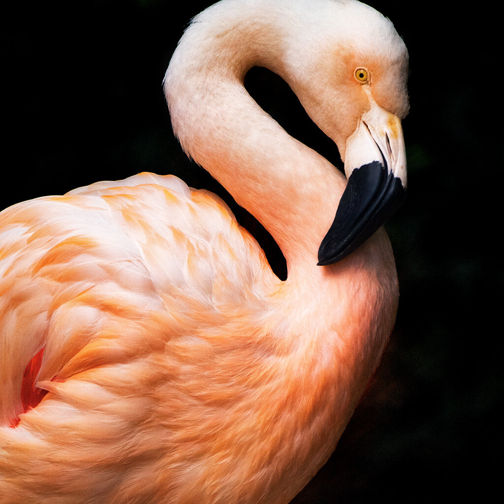 Flamingo Cameo