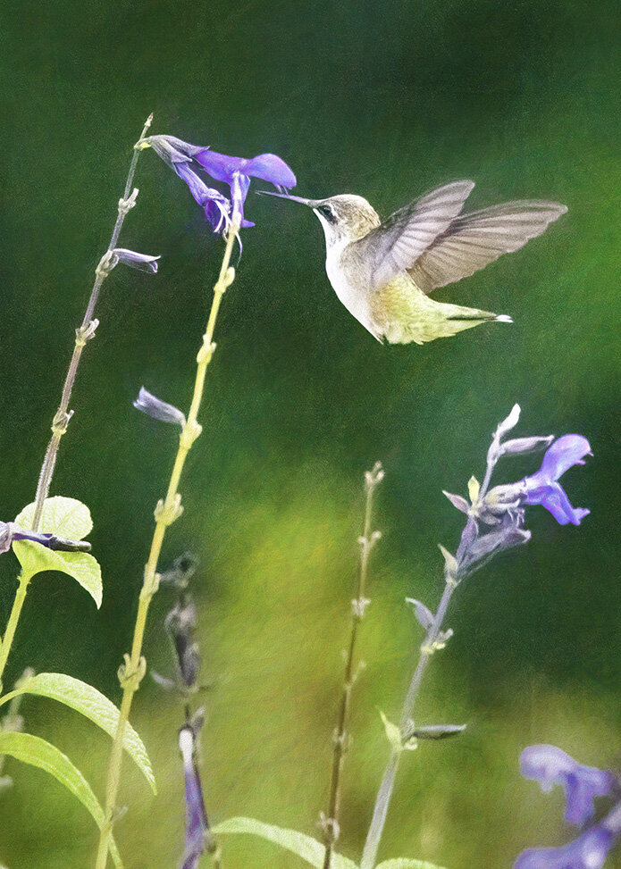 Hummingbird Feeding in Flight