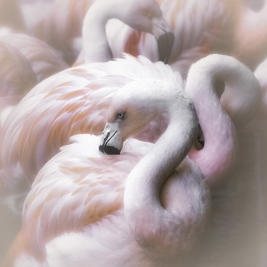 Flamingo Dream