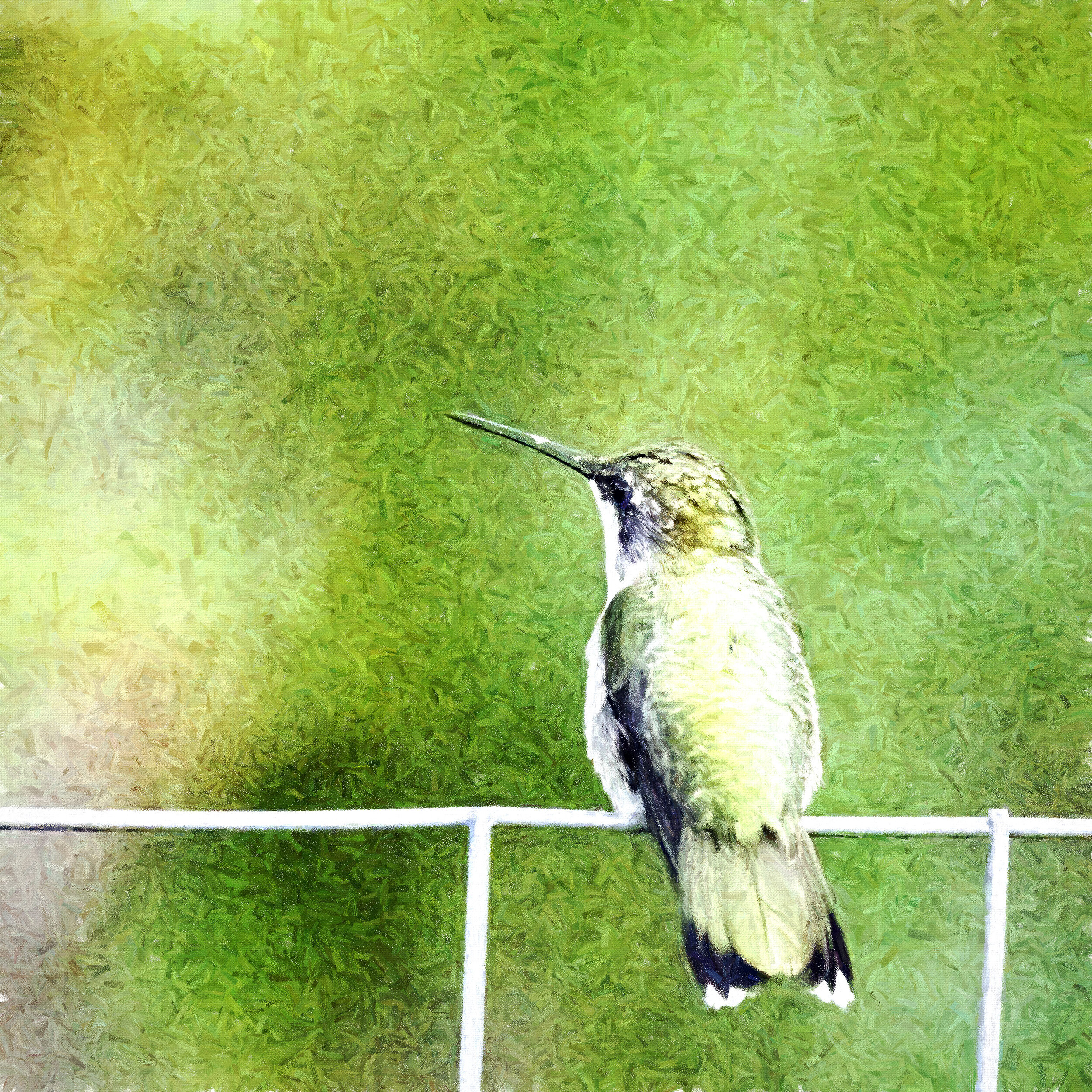 Hummingbird on a Wire