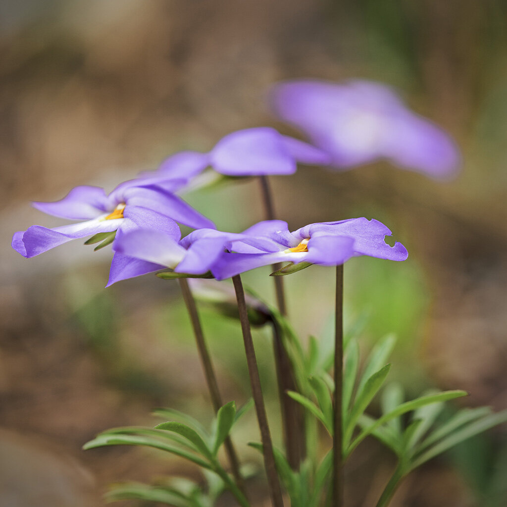 Bird's Foot Violet