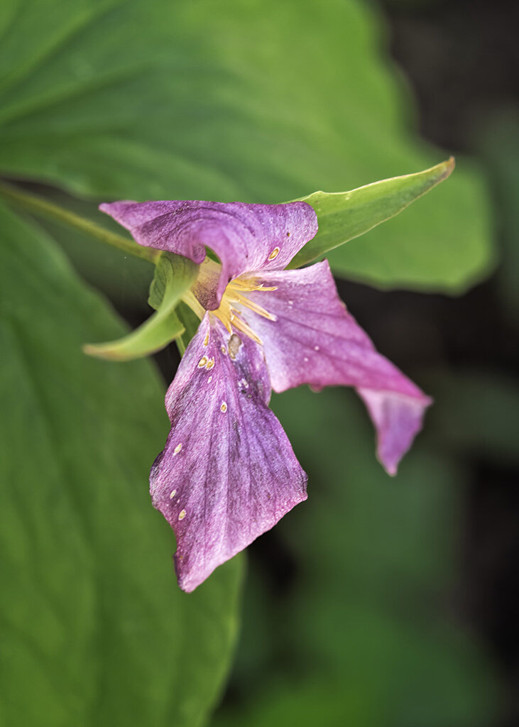 Trillium