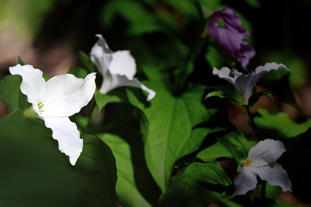 Trillium