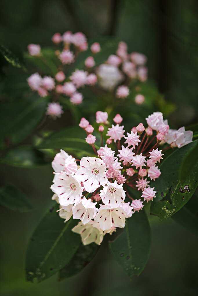 Mountain Laurel