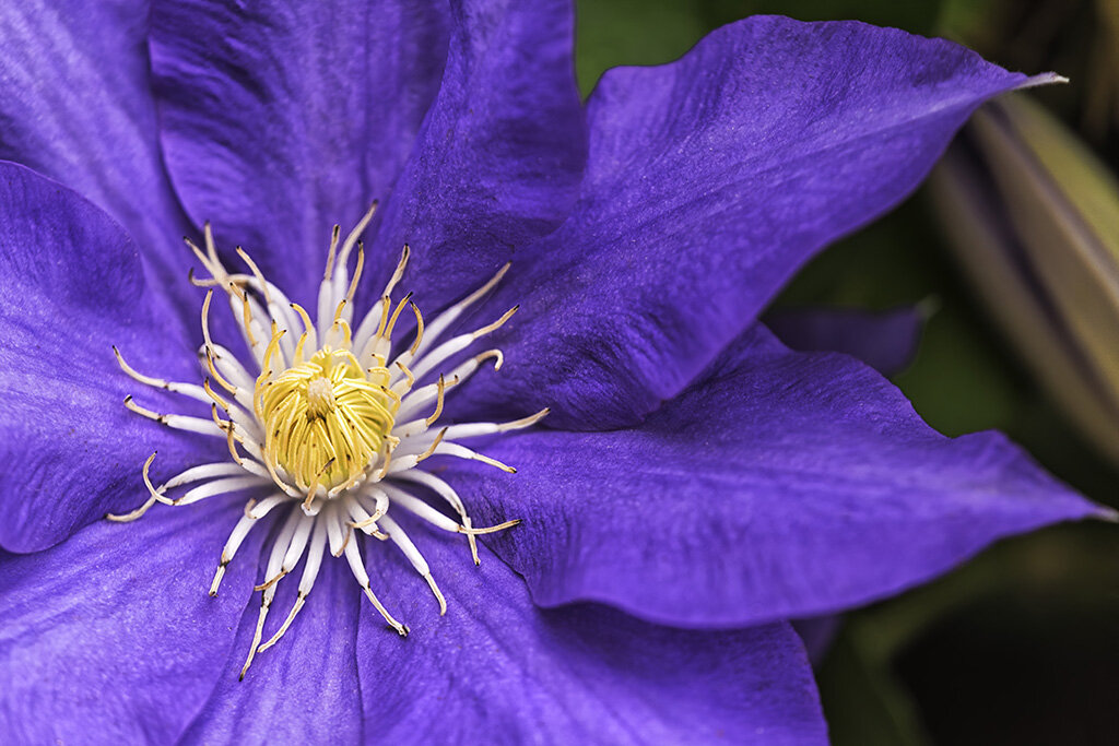 Clematis