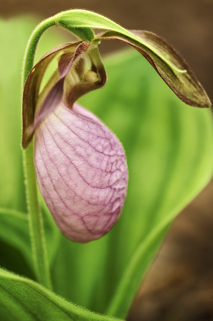 Pink Lady Slipper