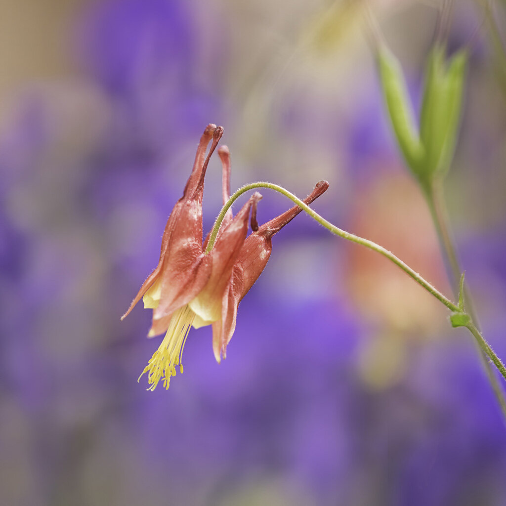 Columbine and Iris