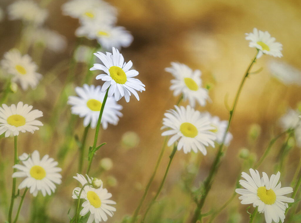 Daisy Garden