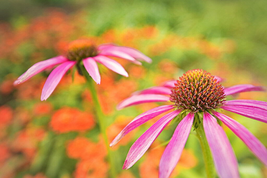 Coneflower Garden