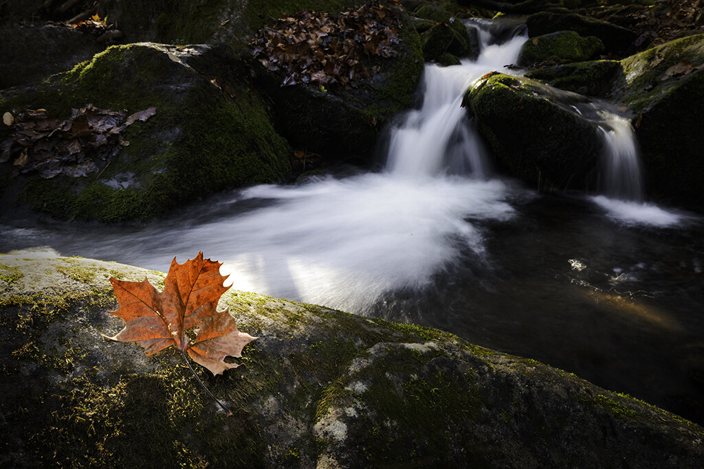 WATER Leaves Wide Angle 4.jpg