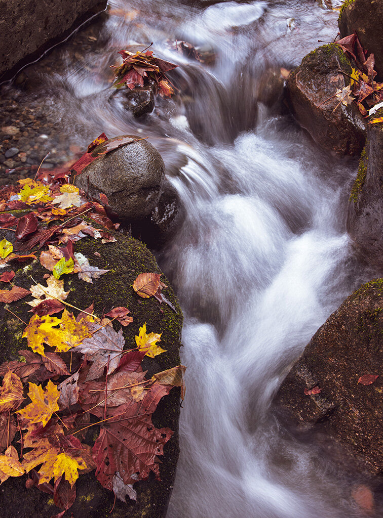 WATER Leaves Wide Angle 5.jpg