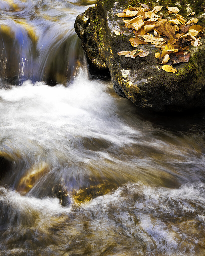 WATER Leaves Wide Angle 7.jpg