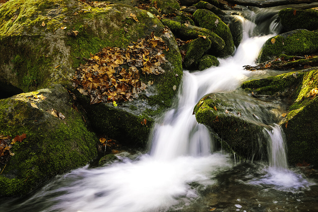 WATER WATER Leaves Wide Angle 6.jpg