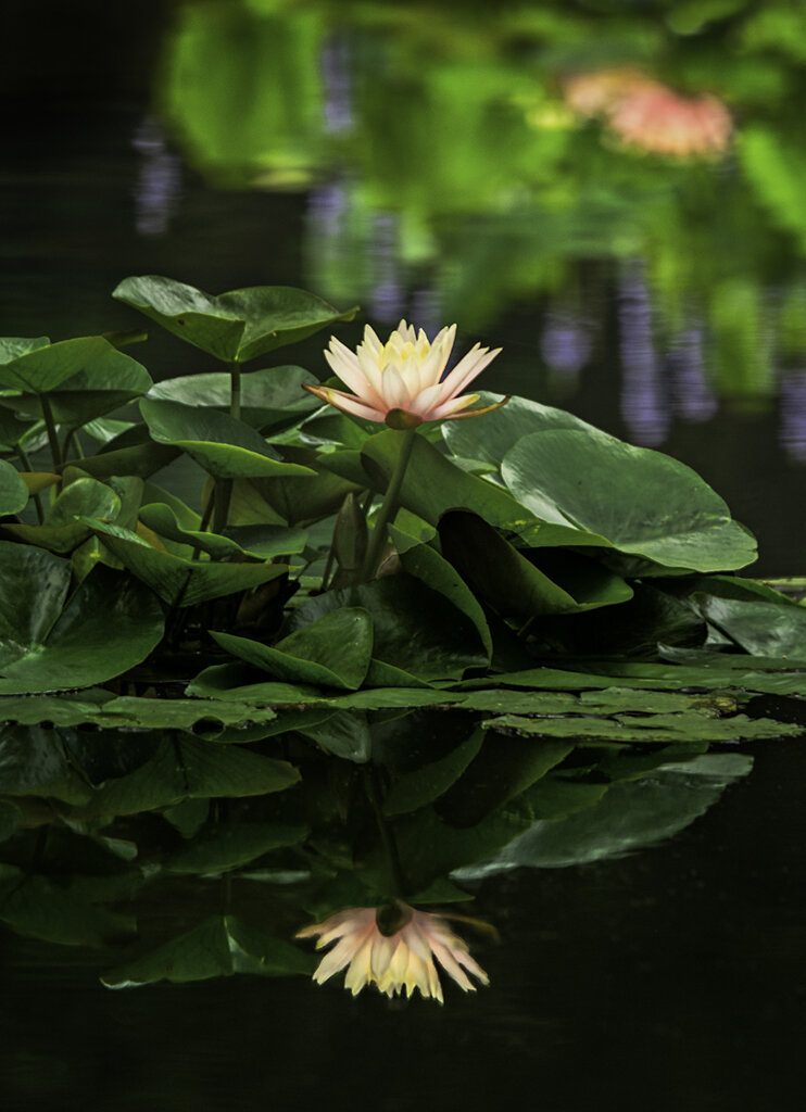 WATER GARDEN 6.jpg