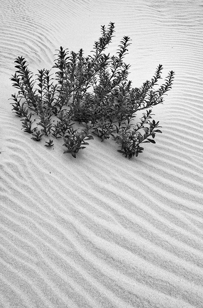 2020-09-16 002 621 - Copy merged BW MERGED SIZED.jpg