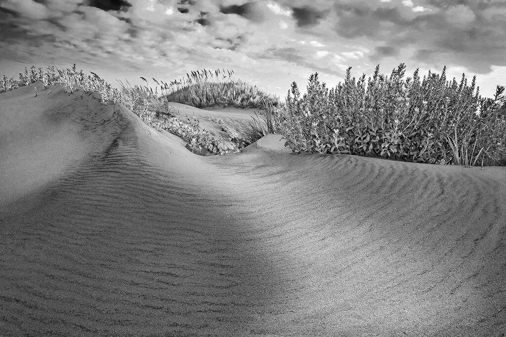 2018-08-25 002 685 - Copy MERGED 2 bw merged SIZED.jpg