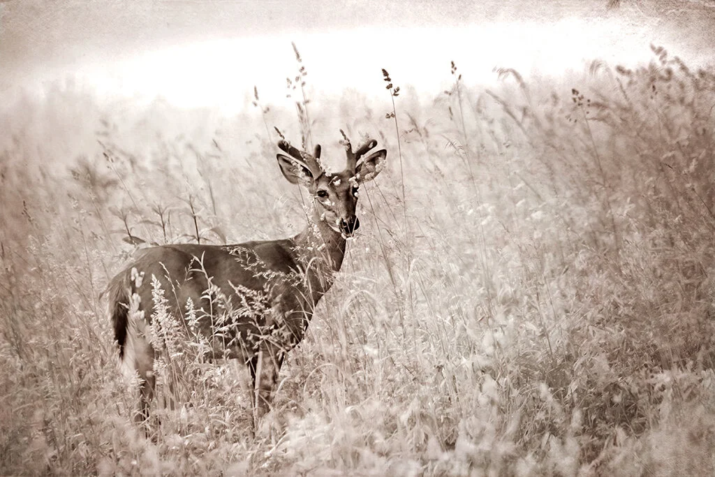 2021-06-04 001 007 merged 3 sepia sized.jpg